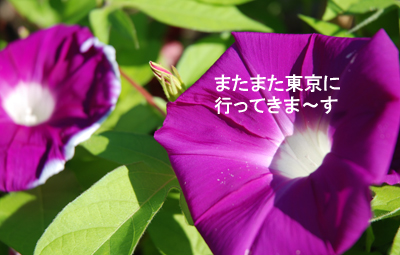 asagao.jpg
