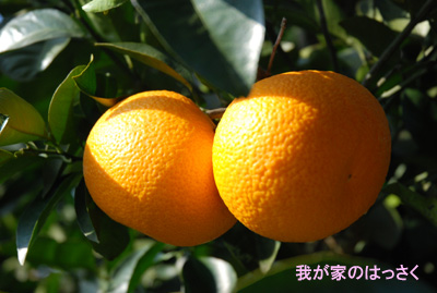20080118.jpg