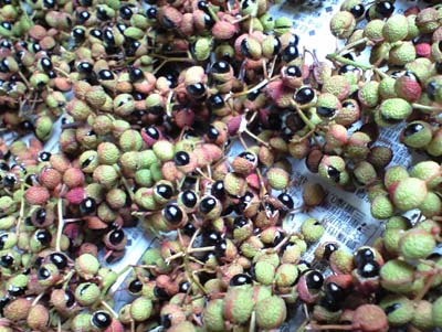 20080812_2.jpg