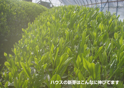 20090330_1.jpg