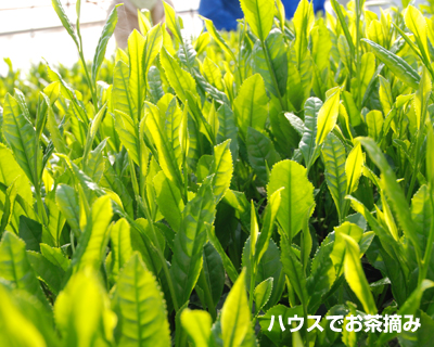 20090406_1.jpg