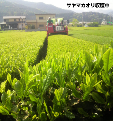 20090428.jpg