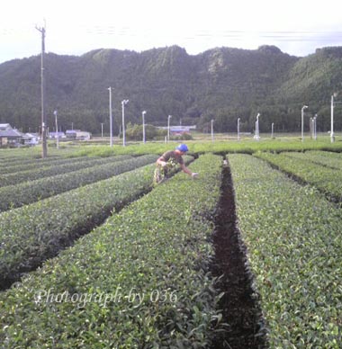 20100908.jpg