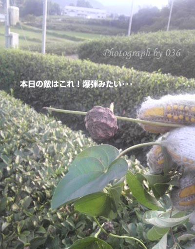 20100911.jpg