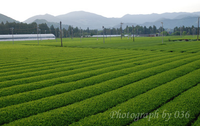 20110524_1.jpg
