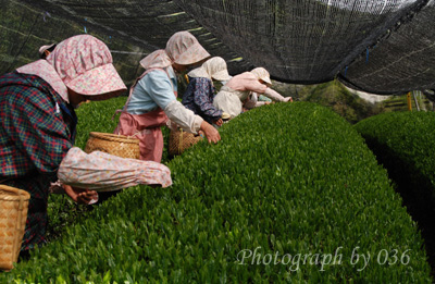 20110524_3.jpg