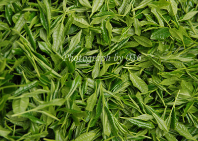 20110524_4.jpg