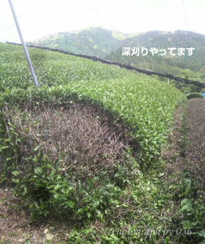 20110526.jpg