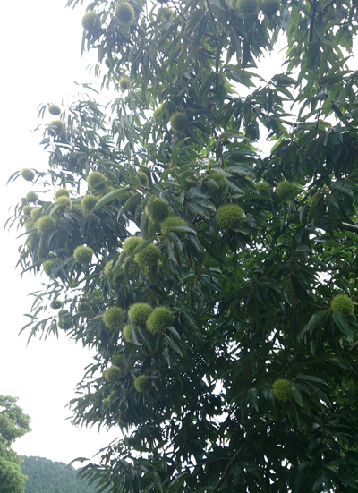 20130915_2.jpg