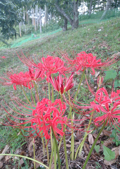 20130919_1.jpg