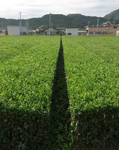 20130925_4.jpg