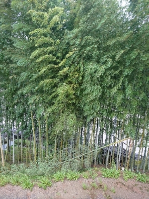 20180904154331654.jpg