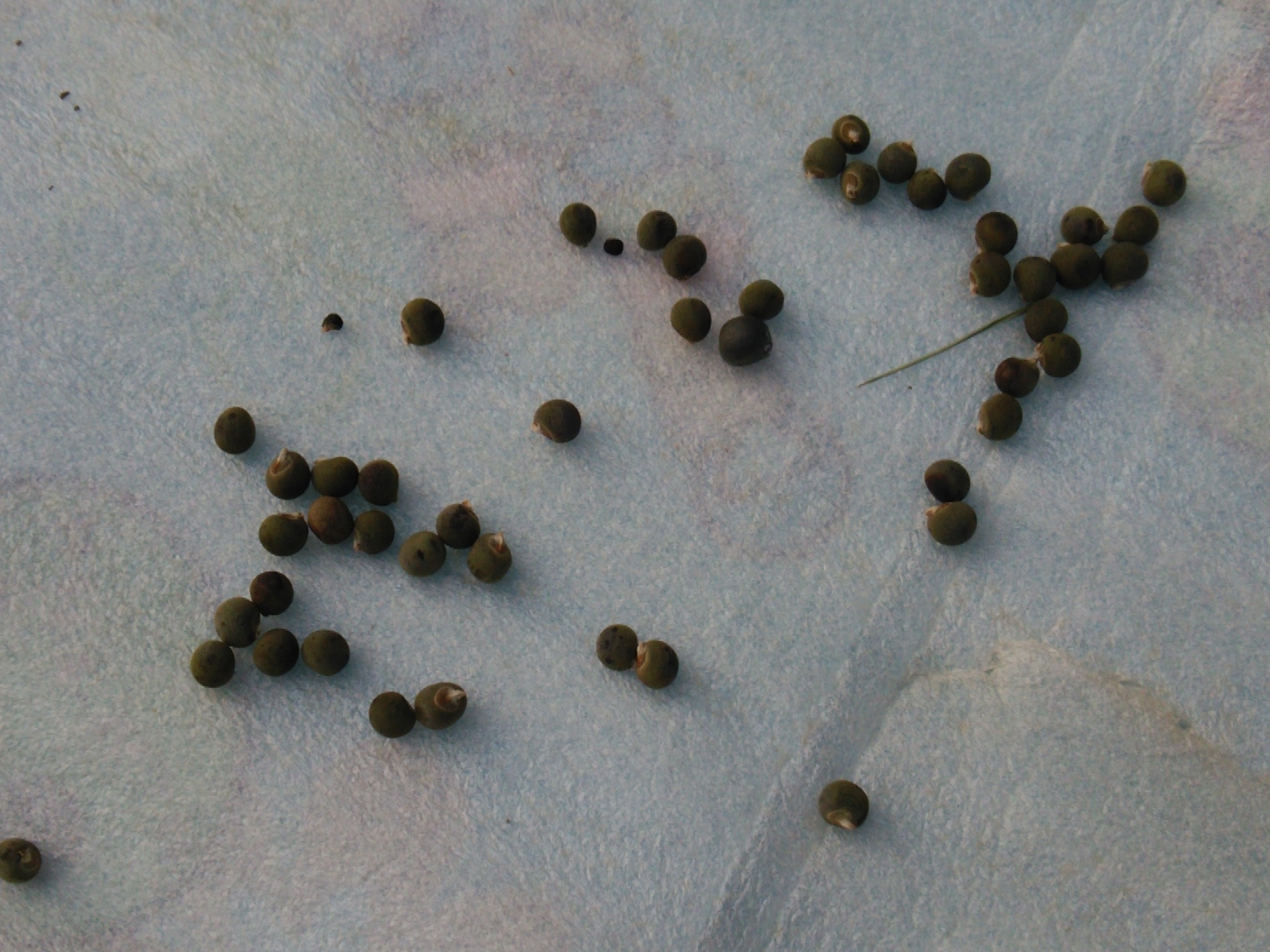 オクラのタネ お茶農家の嫁のブログ 茶娘日記